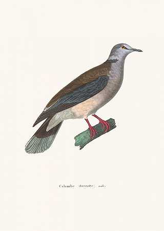 邪恶的陆鸽`Colombe Terrestre Male (1838) by Coenraad Jacob Temminck
