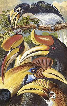 犀鸟`Hornbills (1871) by Thomas Waterman Wood