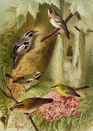 北美鸟类pl12`Die Nordamerikanische Vogelwelt pl12 (1891) by Gustav Mützel
