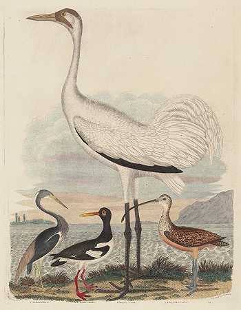 路易斯安那州的苍鹭、斑牡蛎捕手、环鹤和长嘴鹬`Louisiana Heron, Pied Oyster~catcher, Hooping Crane, and Long~billed Curlew (1808~1814) by John G. Warnicke