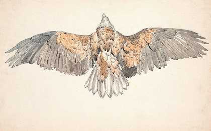长着张开翅膀的死胡子`En død musvåge med udspilede vinger (1844 ~ 1845) by Niels Skovgaard