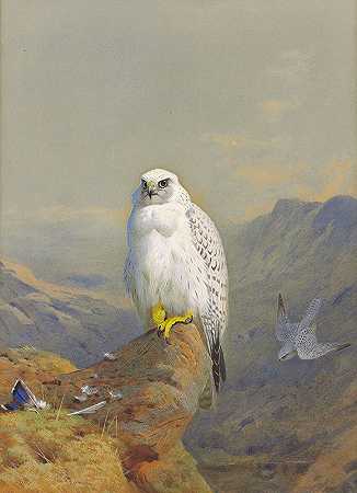 一只格陵兰猎鹰在岩石露头上`A Greenland falcon on a rocky outcrop (1913) by Archibald Thorburn