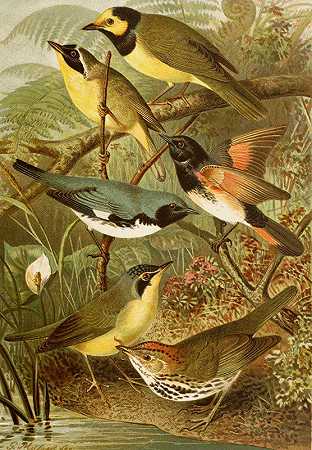 北美鸟类世界pl15`Die Nordamerikanische Vogelwelt pl15 (1891) by Gustav Mützel