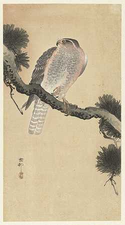 松枝上的鹰`Hawk on pine branch (1900 ~ 1930) by Ohara Koson