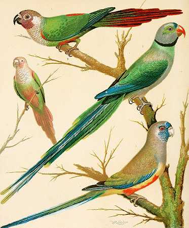 白耳鹦鹉、马拉巴鹦鹉、蓝帽鹦鹉`White~Eared Conures, Malabar Parrakeet, Blue Bonnet Parrakeet (1878) by W. A . Blakston