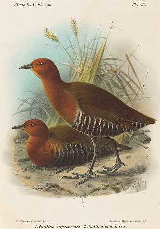菲律宾鸟类`Birds of Philippines by John Gerrard Keulemans
