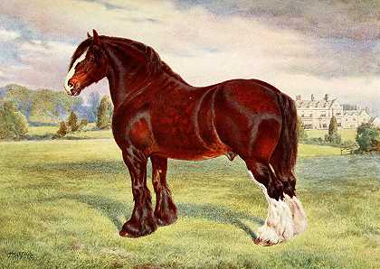 夏尔种马，哈罗德`Shire Stallion, Harold by Frank Babbage