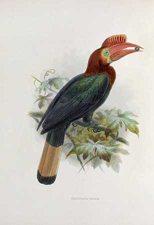 瓦尔德尼颅漏`Cranorrhinus waldeni (1882) by Daniel Giraud Elliot
