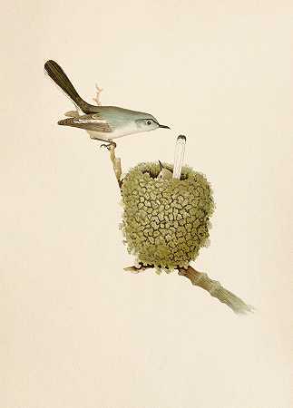 北美鸟类世界pl07`Die Nordamerikanische Vogelwelt pl07 (1891) by Robert Ridgway