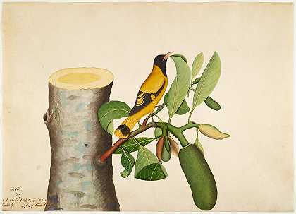 菠萝蜜树桩上的黑头黄鹂和昆虫`Black~hooded Oriole and Insect on Jackfruit Stump (1778) by Sheikh Zain al-Din