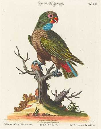 乔治·爱德华兹之后的莱特纳，鹦鹉（Le Perroquet Brunatre.Pfittacus Fulcus Mexicanus）`Leitner after George Edwards, Parrot (Le Perroquet Brunatre. Pfittacus Fulcus Mexicanus) by Johann Sebastian Leitner
