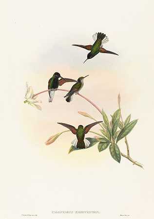 黑腹蜂鸟`Callipharus nigriventris (Black~bellied Hummingbird) by John Gould
