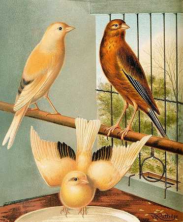 红雀和金丝雀骡子`Linnet And Canary Mules (1878) by W. A . Blakston