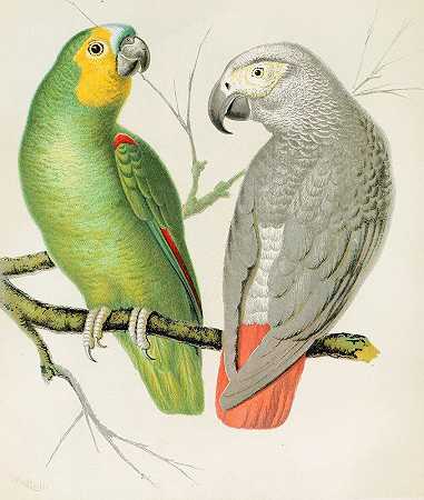 亚马逊鹦鹉，灰鹦鹉`Amazon Parrot, Grey Parrot (1878) by W. A . Blakston