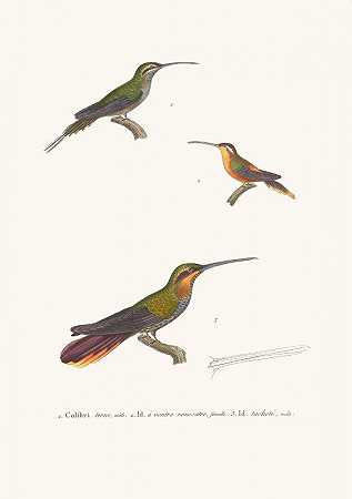 燕鸥蜂鸟。`Colibri Terne. (1838) by Coenraad Jacob Temminck