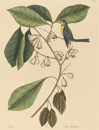 雀类爬行动物（美洲雀）`The Finch Creeper (Parus americanus) (1731~1743) by Mark Catesby