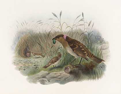 斑状衣原体`Chlamydodera maculata (1873) by Daniel Giraud Elliot