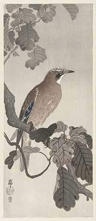 树枝上的杰伊`Jay on tree branch (1900 ~ 1910) by Ohara Koson