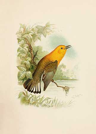 北美鸟类pl11`Die Nordamerikanische Vogelwelt pl11 (1891) by Robert Ridgway