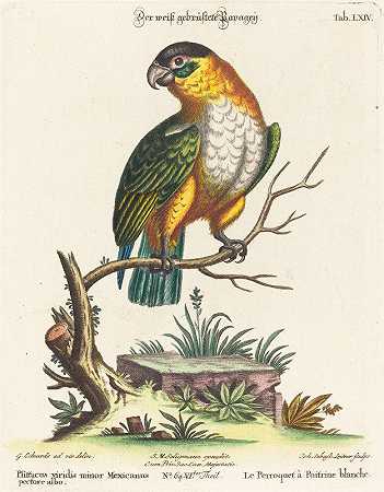 墨西哥小绿鹦鹉`Psittacus viridis minor Mexicanus by Johann Sebastian Leitner