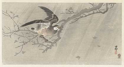 风暴中的灰椋鸟`Gray starling in storm (1900 ~ 1910) by Ohara Koson