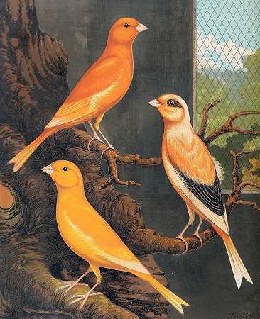 诺里奇金丝雀`Norwich Canaries (1878) by W. A . Blakston