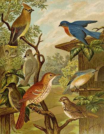 北美鸟类世界pl06`Die Nordamerikanische Vogelwelt pl06 (1891) by Christian Anton Goering