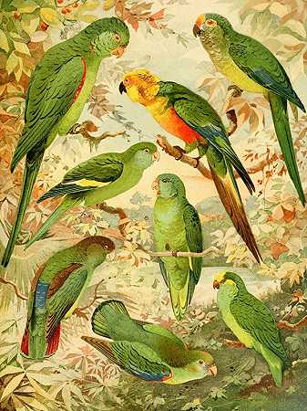 长尾鹦鹉`Periquitos (1900~1906) by Emil August Göldi