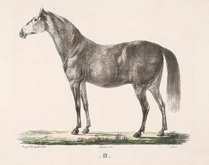 马D`Hesten D (1821 – 1822) by Christian David Gebauer