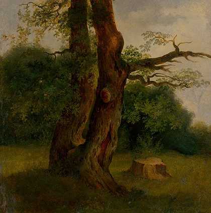 对一棵多叶树的研究`Study Of A Leafy Tree (1860–1870) by Jozef Božetech Klemens