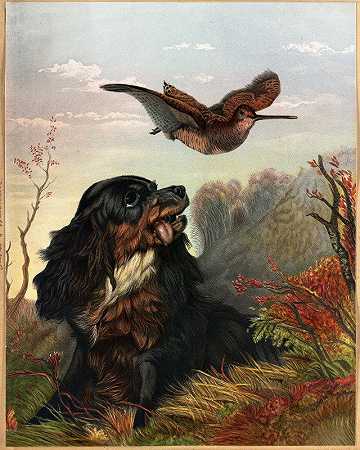 科克和伍德科克`Cocker and Woodcock (ca. 1861–1897) by Arthur Fitzwilliam Tait