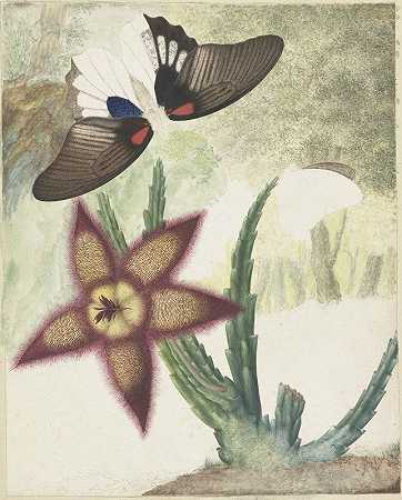 两只蝴蝶和一朵五叶黄紫色的花`Twee vlinders en een vijfbladige geel~paarse bloem (1774) by Hermanus de Wit