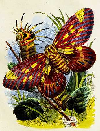 蝴蝶之家Pl 7`The Butterfly Vivarium or Insect home Pl 7 (1858) by Henry Noel Humphreys