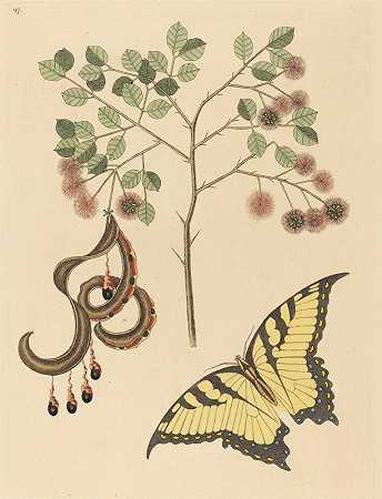 猫s爪（圆含羞草）`Cats Claw (Mimosa circinalis) (1731~1743) by Mark Catesby