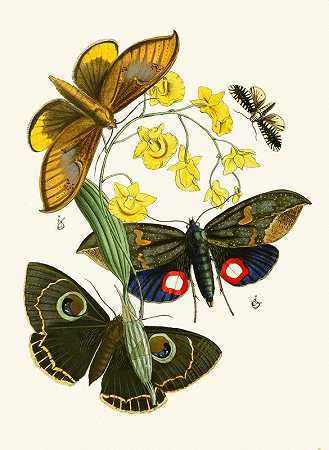 东方昆虫学学会第二十九届会议`The cabinet of oriental entomology Pl XXIX (1848) by John Obadiah Westwood