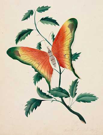 玫瑰丛和蝴蝶`Rose Bush and Butterfly by Mary Altha Nims