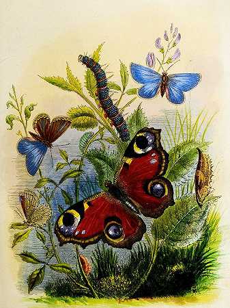 蝴蝶或昆虫之家Pl 1`The Butterfly Vivarium or Insect home Pl 1 (1858) by Henry Noel Humphreys