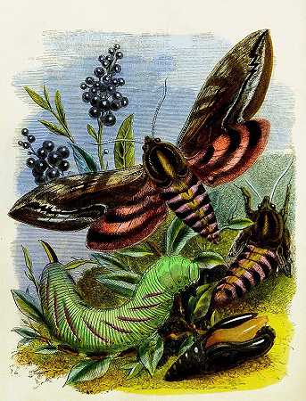 蝴蝶或昆虫之家Pl 3`The Butterfly Vivarium or Insect home Pl 3 (1858) by Henry Noel Humphreys