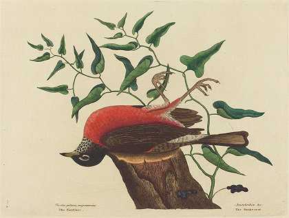 卡罗莱纳州的野外考察（Turdus migratorius）`The Fieldfare of Carolina (Turdus migratorius) (1731~1743) by Mark Catesby