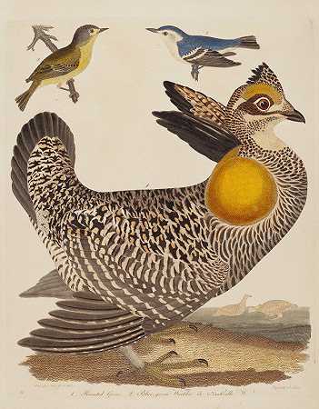 羽状松鸡、蓝绿色莺和纳什维尔莺`Pinnated Grous, Blue~green Warbler, and Nashville Warbler (1808~1814) by Alexander Lawson