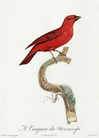 红鸟`Red Bird by Anselme Gaetan Desmarest