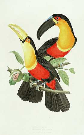 频道收费巨嘴鸟`Channel-billed toucan by Jean-Theodore Descourtilz