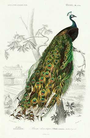 孔雀`Peafowl by Alcide d\’Orbigny