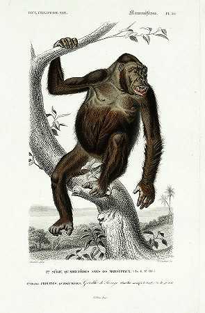 猴子`Monkey by Alcide d\’Orbigny