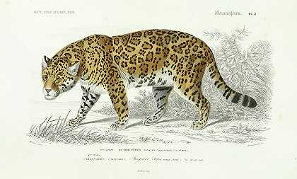 美洲虎`Jaguar by Alcide d\’Orbigny