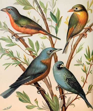 非帕雷尔雀、北京夜莺、普通蓝鸟、靛蓝鸟`Nonpareil Finch, Pekin Nightingale, Common Blue Bird, Indigo Bird (1878) by W. A . Blakston