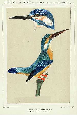普通翠鳥`Common kingfisher by Louis Boutan