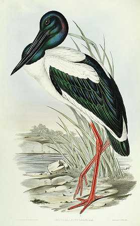 黑颈鹳`Black-necked stork by John Gould