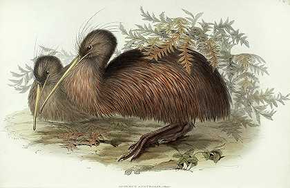 南方无尾鸟`Apteryx Australis by John Gould