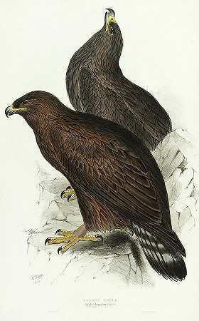 金鹰`Golden Eagle by John Gould